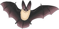   Sticker - Townsend's Big-Eared Bat